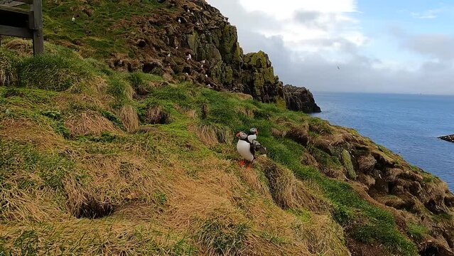 Atlantic puffin bird colony on a grass cliff in Hafnarholmi, Iceland