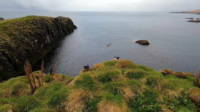 Atlantic puffins on Hafnarholmi coastal cliffs in Borgarfjordur Eystri