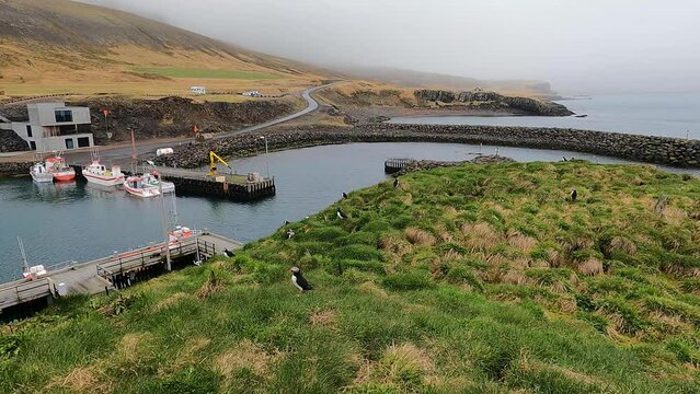Borgarfjordur Eystri harbor marina and Hafnarholmi puffin colony in Iceland