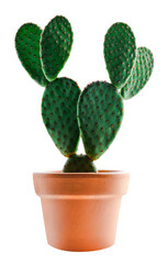 Cactus Opuntia with Rabbit Ears in pot,Isolated Bunny Ear Cactus house plant with clipping path