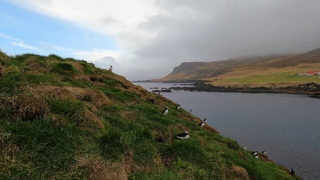 Hafnarholmi puffin colony landscape in Borgarfjordur Eystri Iceland