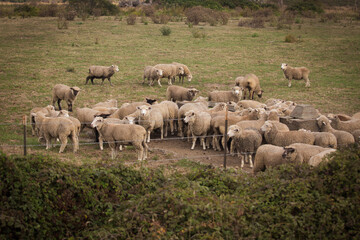 Grassfed lamb grazing on green grass in California