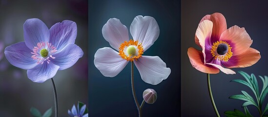 Fototapeta na wymiar Three distinct types of flowers are beautifully displayed against a black backdrop. A captivating Spring bloom, a mesmerizing Windflower, an enchanting Anemone, and a majestic Nemorosa dance in