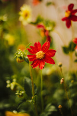 Red Dahlias Grown from Seed