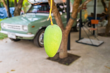 Mangoes hanging on the mango tree in tropical fruits garden in Thailand,Agricultural industry concept,Summer fruit garden orchard or little forest.