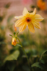 Fototapeta premium Yellow Seed Dahlias in Home Garden