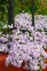 Obraz premium A closeup of purple flowers growing through an iron gate