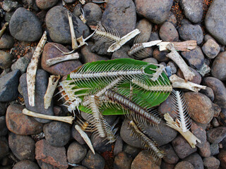 Top view of fish and chicken bones around a leaf on the gravel.