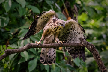 Close up Changeable hawk eagle perching on branch