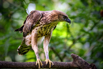 Close up Changeable hawk eagle perching on branch
