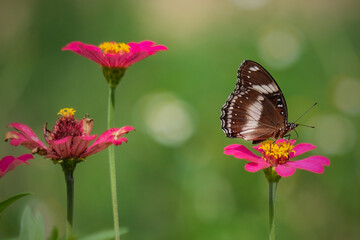 Exotic wing color pattern of lime butterfly