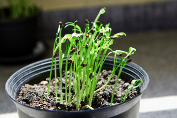 Little seedlings growing in potted plant