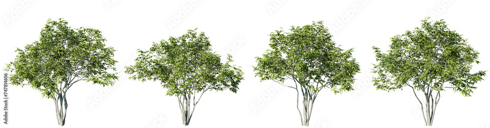 Poster amelanchier tree on transparent background.3d rendering png