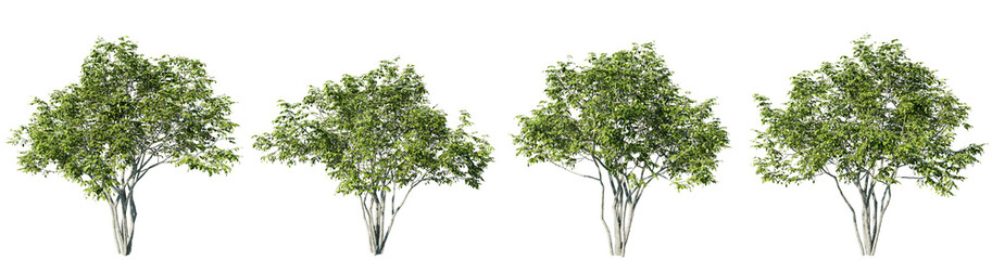 Amelanchier tree on transparent background.3d rendering PNG