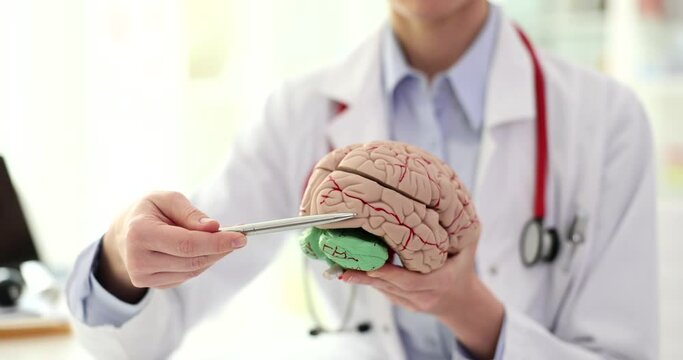 Doctor neurologist showing convolutions of brain on anatomical model of human organ closeup 4k movie slow motion. Diagnosis and treatment of neurological disease concept