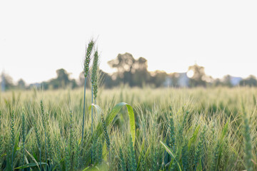 Indian wheat field, green wheat farm - obrazy, fototapety, plakaty