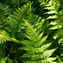 Fototapeta na wymiar Fern Fronds, Graceful fern leaves in shades of green. 
