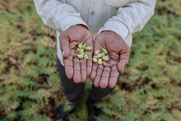 Indian green Chickpea Farming
