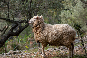 Fornalutx olive groves, Mallorca, Balearic Islands, Spain