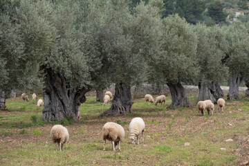 sheep grazing in front of the Alqueria d´Avall house, Bunyola, Mallorca, Balearic Islands, Spain
