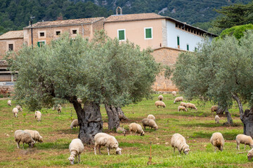 sheep grazing in front of the Alqueria d´Avall house, Bunyola, Mallorca, Balearic Islands, Spain