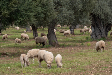Obraz premium sheep grazing in front of the Alqueria d´Avall house, Bunyola, Mallorca, Balearic Islands, Spain