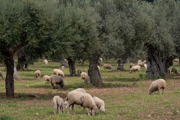 sheep grazing in front of the Alqueria d´Avall house, Bunyola, Mallorca, Balearic Islands, Spain