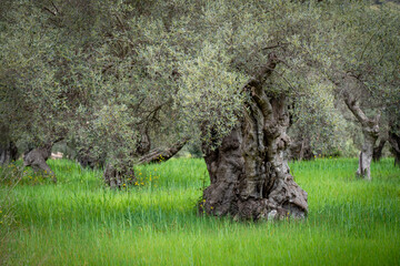 centenary olive trees of Alqueria d´Avall, Bunyola, Mallorca, Balearic Islands, Spain