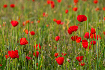 Papaver rhoeas L., wild poppy field, Lloret de Vistalegre, Mallorca, Balearic Islands, Spain