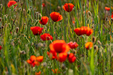 Papaver rhoeas L., wild poppy field, Lloret de Vistalegre, Mallorca, Balearic Islands, Spain