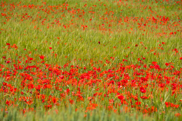Papaver rhoeas L., wild poppy field, Sant Joan, Mallorca, Balearic Islands, Spain