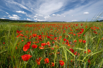 Papaver rhoeas L., wild poppy field, Sant Joan, Mallorca, Balearic Islands, Spain