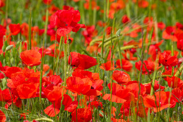 Papaver rhoeas L., wild poppy field, Sant Joan, Mallorca, Balearic Islands, Spain