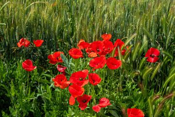 Papaver rhoeas L., wild poppy field, Sant Joan, Mallorca, Balearic Islands, Spain