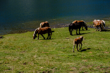 horses on Lac du Miey, Ayous lakes tour, Pyrenees National Park, Pyrenees Atlantiques, France