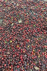 Coffee beans drying in the sun              