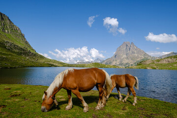 Fototapeta na wymiar horses front Midi d Ossau, Gentau lake, Ayous lakes tour, Pyrenees National Park, Pyrenees Atlantiques, France