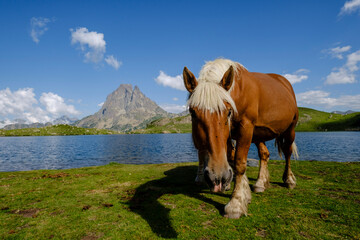 horses front Midi d Ossau, Gentau lake, Ayous lakes tour, Pyrenees National Park, Pyrenees...