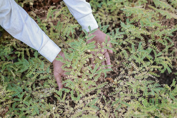 Indian Farming