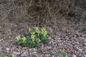 Helleborus foetidus. Green plants in winter of stinking hellebore on the forest floor.