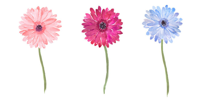 Watercolor hand painted illustration of  pink and blue daisies, daisy ,gerbera, colorful flowers, watercolor floral illustrations	, pink daisies 