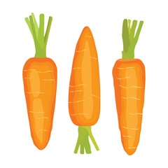 Vector illustration of carrot in cartoon flat style. Root vegetable carrots design for food menu, advertising, etc. Agricultural organic healthy product. Whole and sliced