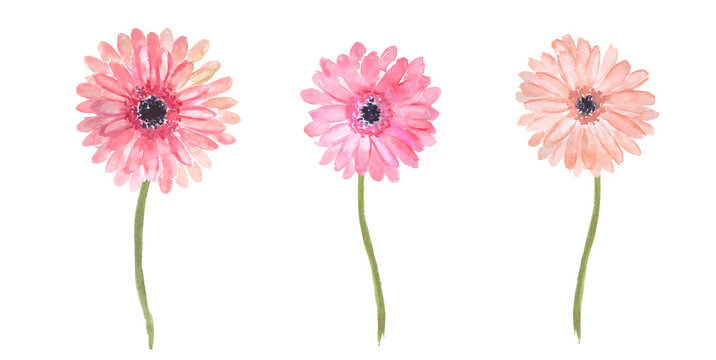 Watercolor hand painted illustration of  pink   daisies, daisy,  gerbera, colorful flowers, watercolor floral illustrations	, pink daisies 