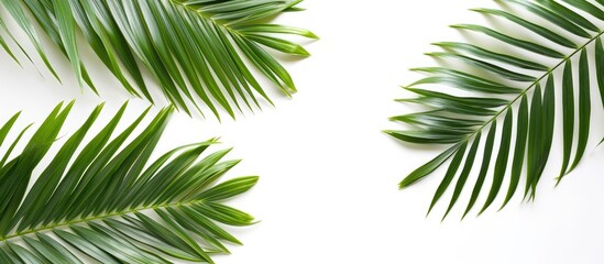 Naklejka premium Several green palm leaves are positioned against a plain white backdrop, creating a simple and elegant aesthetic. The leaves are isolated with a clipping path, making them perfect for design purposes.