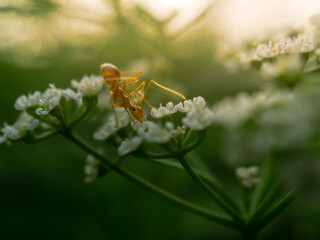 Ant on white flower pedal greenery environment background