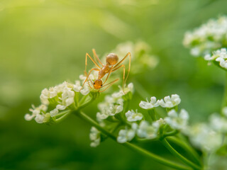 Ant on white flower pedal greenery environment background