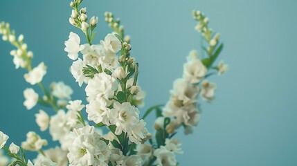 A beautiful bouquet of white flowers against a pale blue background.