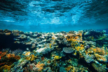 Foto op Plexiglas a Underwater coral reef on the red sea © vovan