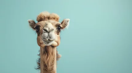  A close-up of a camel's face against a blue background. The camel is looking at the camera with a calm expression. Its fur is a light brown color. © Nijat