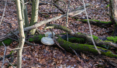 Fallen tree in the forest with a large white mushroom on the trunk. Sunny weather. Autumn.